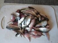 Жарю, копчу и мариную: рыбалка по ставриде не надоедает, рецепт — соевый соус и лимон