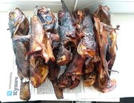 Когда вода 18–20: ерш на джиг-риг 6 г, потом спас отводной и коптилка