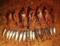 Ночной ершинг: джиг-риг молчал, отводной оживил — до ветра ловил сериями