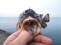 Ерш взрослеет к ночи: тиролька + отводной и Lucky John Tioga в лидерах