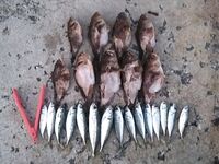 Ерш взрослеет к ночи: тиролька + отводной и Lucky John Tioga в лидерах