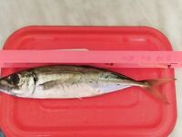 Ставридка — 23 см, проверял по мотовилу 25: размер радует