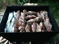 Ассисты на пилькер у пирса: деликатные тычки и резкая смена предпочтений