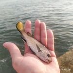 Идентификация трофея: да, это горбылёк в кадре