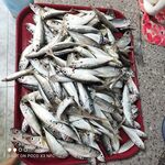 Далеко от берега и разнорыбица: самодур, резаная ставрида, креветка