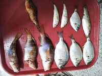 Далеко от берега и разнорыбица: самодур, резаная ставрида, креветка