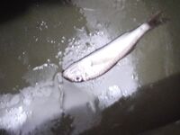 Лоо, Нижняя Хобза: отводной и сушёный морчервь с Ali — реально вещь