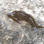 Первый ласкирь — прикольно; второй «зверь» не опознали