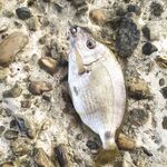 Первый ласкирь — прикольно; второй «зверь» не опознали