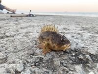 Трещина на тревеле и много поклёвок: Алушта, без трофея, но азарт жив