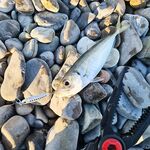 Пилькер 7 г в работе: калибр под вечерние выбросы по ставриде