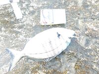 Утром на волнорезе: жаркая вода, мелкий карась и план на вечер