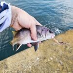 «Ясельная группа» у берега: мелочь активничает, шутим, но ловим