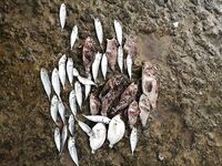 Ночь в Хосте: трудовая рыба, благодарность напарнику за выезд