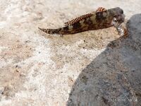 Ночной улов без фото: короткая пометка в журнале выездов