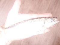 До шторма ловил железом и резиной: теперь блёсны ждут осень