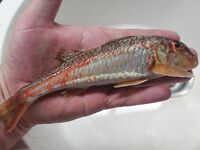 Схема на коленке: как насадить червя под бомбарду для стабильных тычков