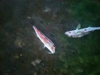 Схема на коленке: как насадить червя под бомбарду для стабильных тычков