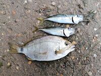 Витязево, пирс закрыт: ловля с берега в траве, отводной и каратэ-режим