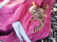 Сукко утром: скорпены и каменный окунь, а когда клюёт сарган на пляже