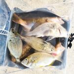 Утро по дну: тиролька+отводной с Berkley, и Makippa 10 г по железу