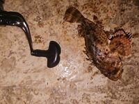 До полуночи ставрида, сильный сход с визгом фрикциона и куча микроразбойников