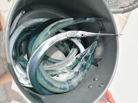 Две недели в Крыму: шесть видов, сарган на мангал, каяк в Балаклаве разочаровал