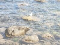 Судак, сын готовится: купит снасти на месте, вода холодная, подводники берут саргана