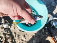 Сын без улова, опыта не хватает: готовим снасти и точки