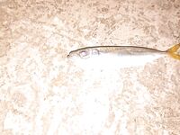 Вечер с 20 до 23: малька тьма у бун, резина ловит, пилькеры молчат