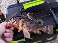 Судак, центр набережной: скорпена в количестве и два «красавца» в прилове