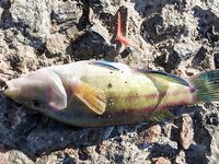 Судак, утренние буны: немного ставриды и губан, местные добивают саргана