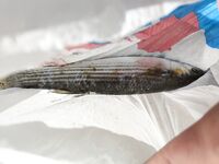 Судак: первый трофей сына с берега — счёт открыт