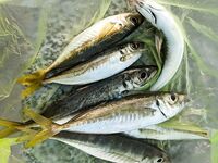 Судак: раннее окно 5:00–7:00, ставрида редкая, но крупнее вчерашней