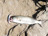 Кто рано встаёт: рассветная проверка точки оправдалась — без суеты собрал рыбу