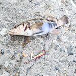 Кто рано встаёт: рассветная проверка точки оправдалась — без суеты собрал рыбу