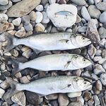 Сдвиги по луфарю: к вечеру стало лучше, отмечаю рост активности и редких уверенных ударов