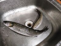 Сын уезжает без луфаря: не успели добрать, окно по виду так и не открылось