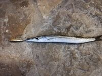 Короткая пометка без сюжета: где локация и на что планируете делать акцент завтра?