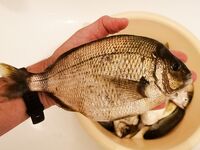 Планка 200–300 г: сегодня средние веса, без сюрпризов, но на ужин хватило