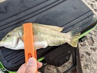 Судак, крайняя утренняя: четыре поклёвки, реализовал две на чебурашку 2 г и кусочек Marukyu