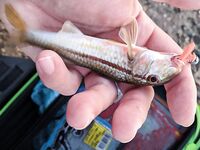 Судак, крайняя утренняя: четыре поклёвки, реализовал две на чебурашку 2 г и кусочек Marukyu