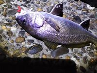 Ночной берег: три горбылика, два отпустил, один килошник порадовал, весов не было