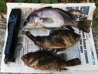 Крупнее 500: горбыль и ёрш на крупного рака 4″, много тычков и «прокатных» сходов