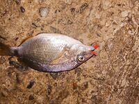 Вечер за ставридой не сложился: карась на 40–50 м грыз резину и таскал фрикцион