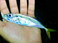 Гагра без трофеев, но поклёвывает: ласкири днём, вечером сход хорошего горбыля и обрывы