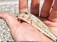 Гагра без трофеев, но поклёвывает: ласкири днём, вечером сход хорошего горбыля и обрывы