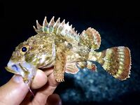 Гагра без трофеев, но поклёвывает: ласкири днём, вечером сход хорошего горбыля и обрывы