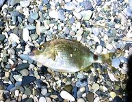 Гагра без трофеев, но поклёвывает: ласкири днём, вечером сход хорошего горбыля и обрывы