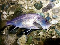 Гагра, 21:00–00:00: отводной с тирольской палочкой, горбыльки и добрый ряд ласкирей